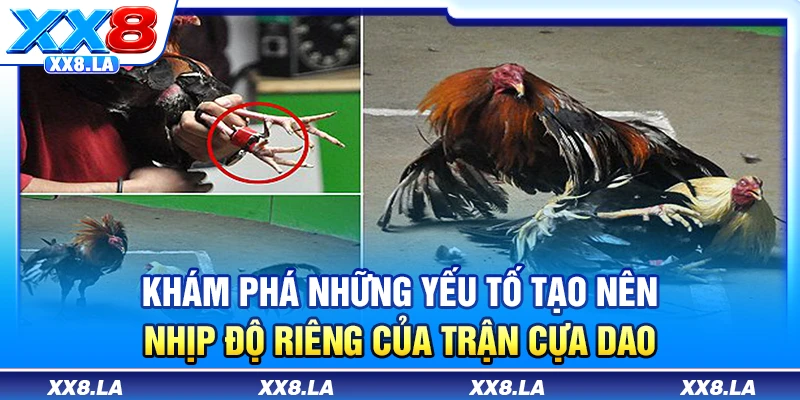 Khám phá những yếu tố tạo nên nhịp độ riêng của trận cựa dao