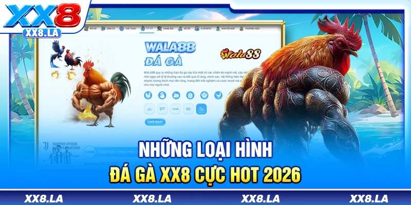 Những loại hình đá gà XX8 cực hot 2026